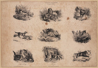 TvB G 4520
<br/>
Croquis d'animaux
<br/>
<em>Adams, Victor Vincent (1801-1866)</em>